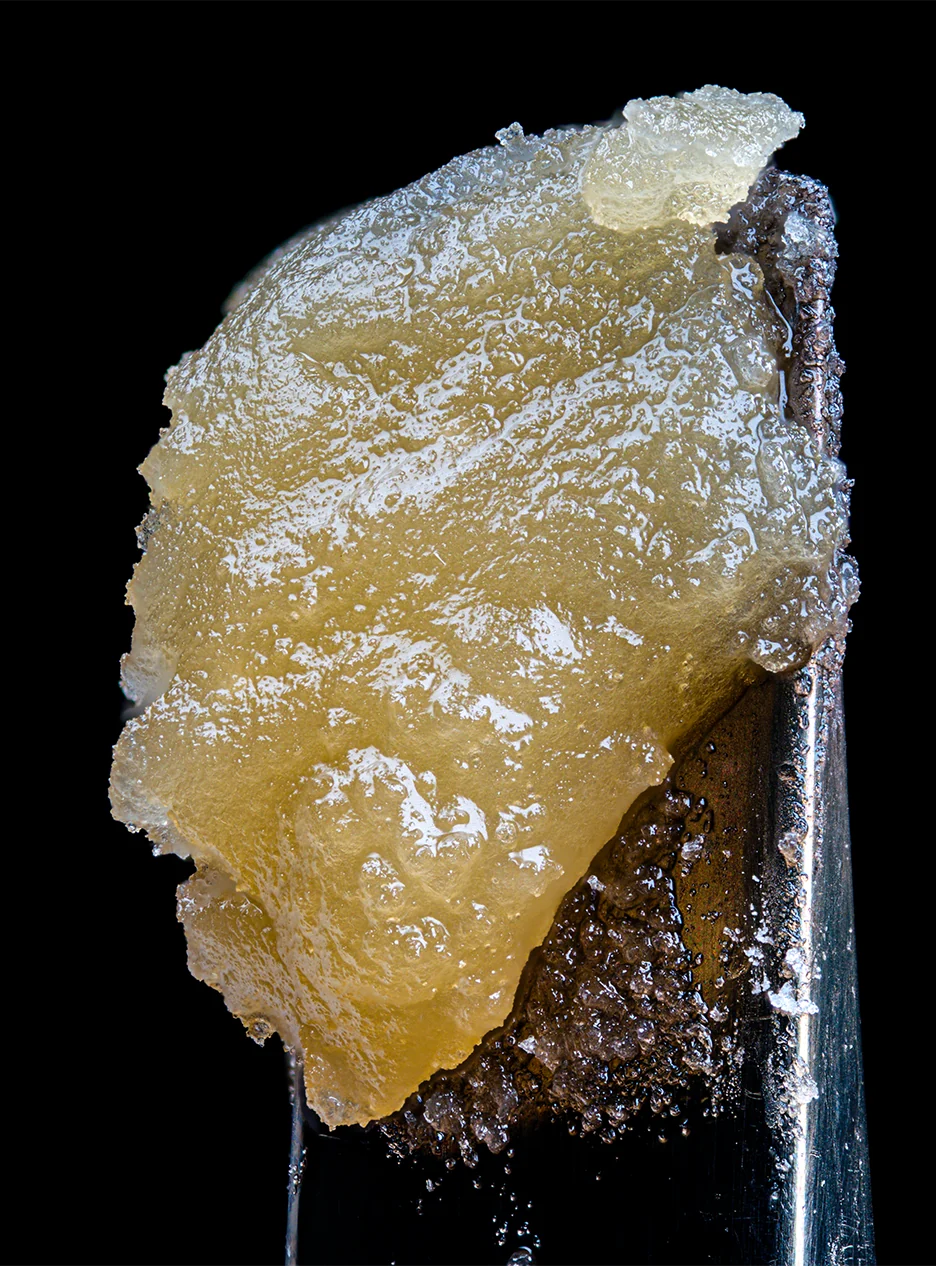 Couchlock Pic 1 Couchlock Concentrates cannabis extract